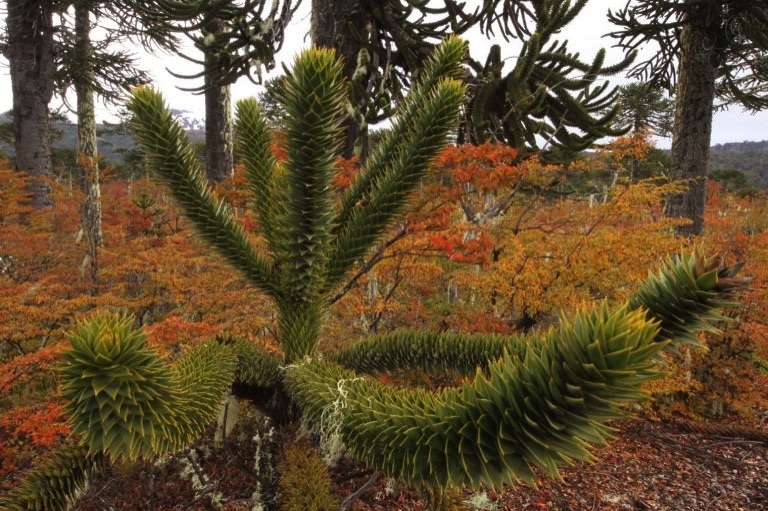 Young araucaria tree